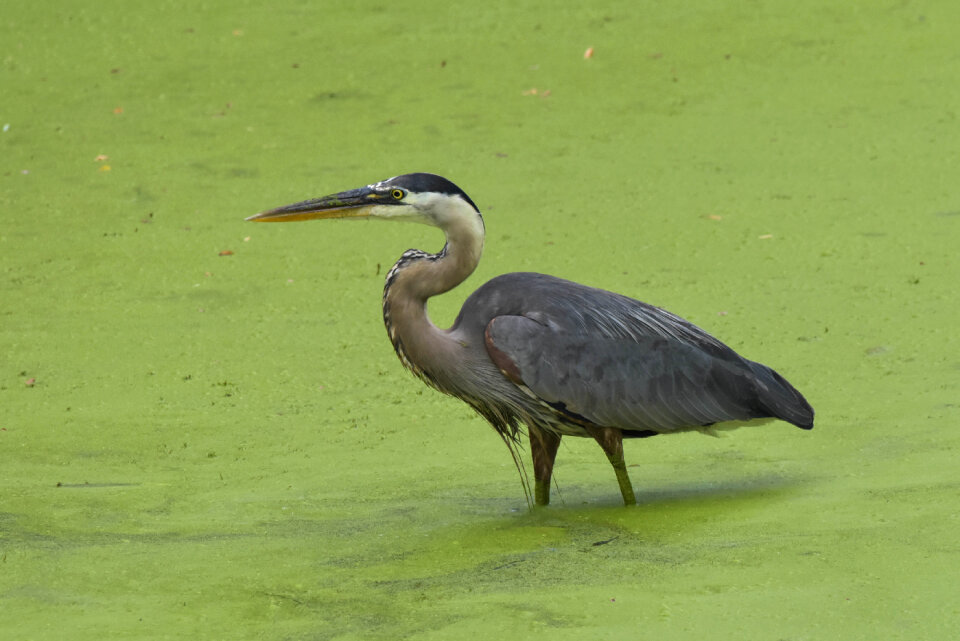 Great Blue Heron wading in water
