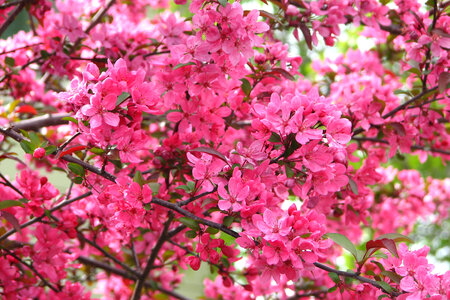 pink fruit tree blossoms 2
