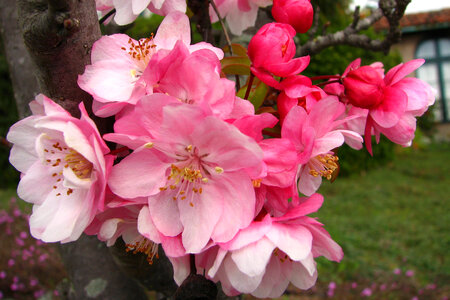 pink fruit tree blossoms 1