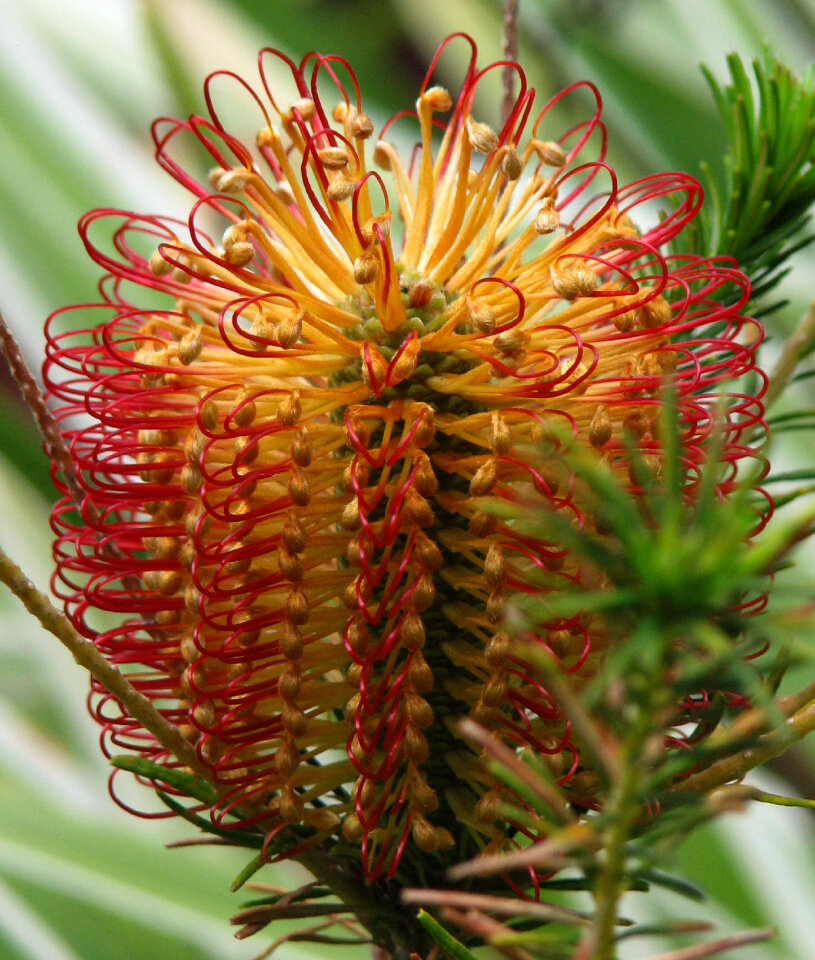 red and yellow flower