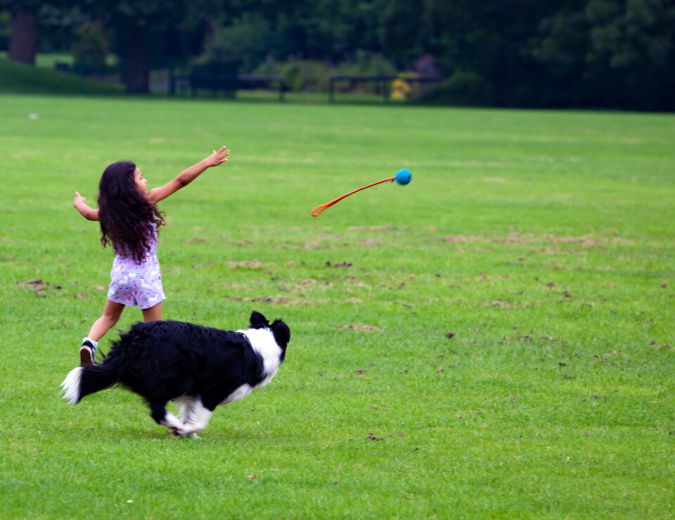 Girl throws ball for black and white dog