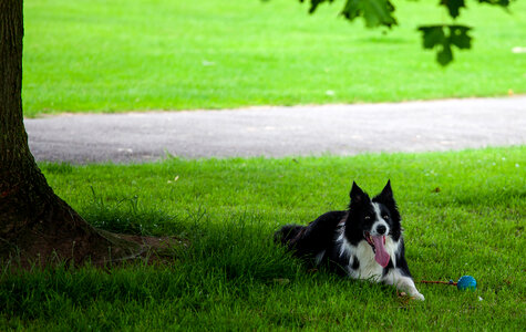 Sheep dog rests under tree in shade photo
