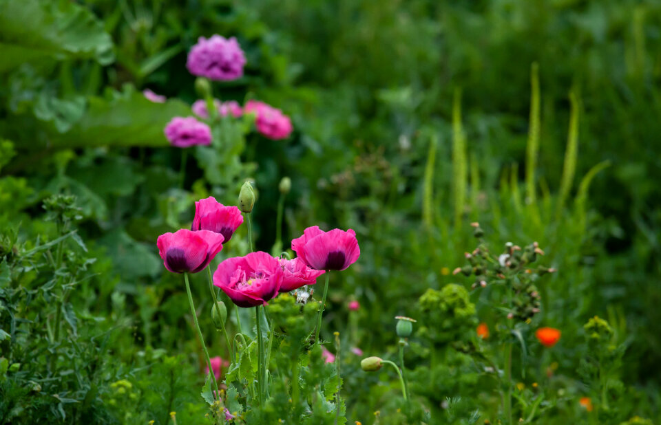 Opium poppies growing on wasteland