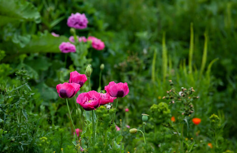 Opium poppies growing on wasteland photo