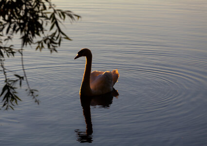 Swan in early morning light photo