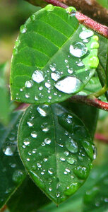 leaves with water drops photo