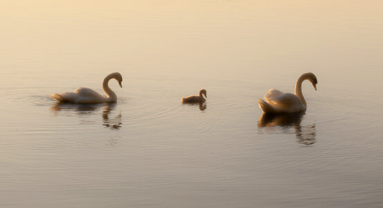 Two swans and a cygnet on a early morning lake photo
