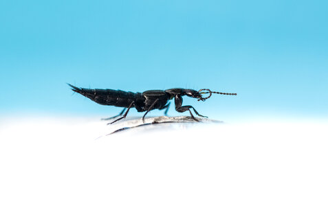 bug macro