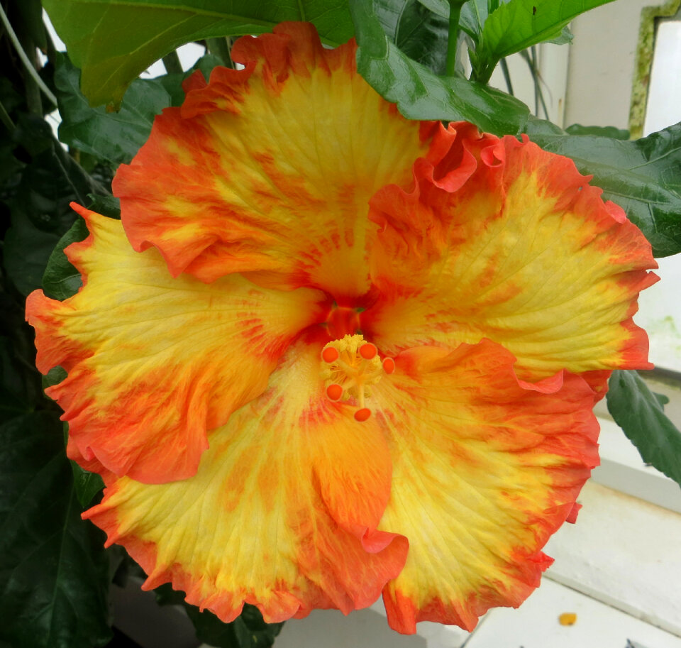 orange and yellow hibiscus