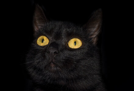 Black cat with yellow eyes photo