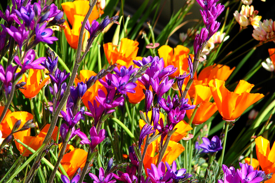 purples and poppies photo