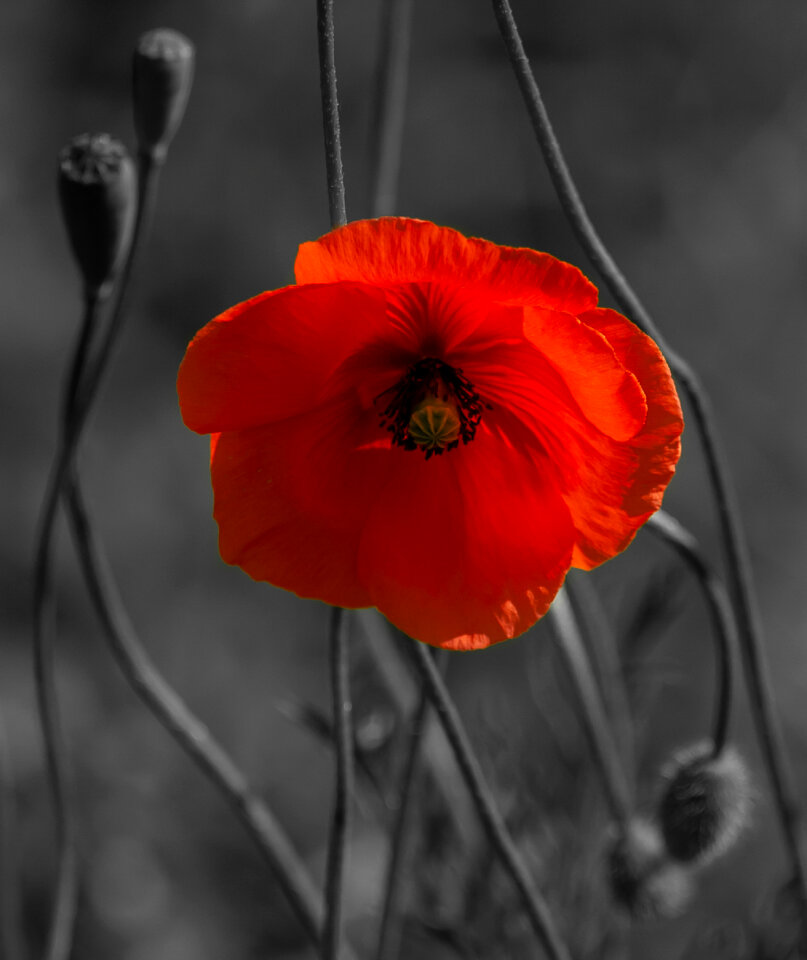 Red poppy on desaturated background