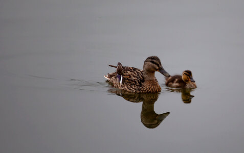 Mother and baby duck on lake photo