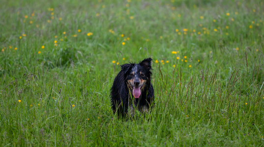 Wet dog in meadow photo