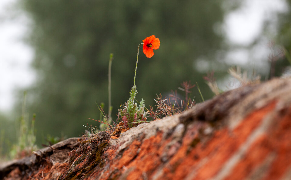 red poppy on crumbling wall