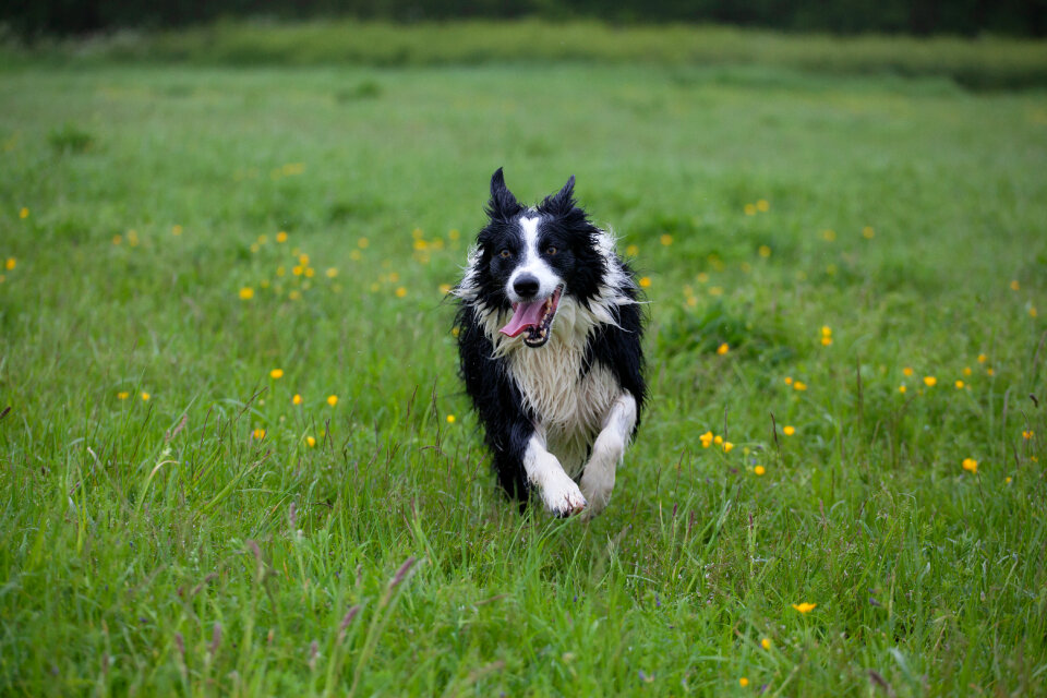 Sheepdog running through grass photo