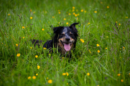 Wet dog laying in grass with yellow flowers photo