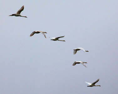 6 swans in flight