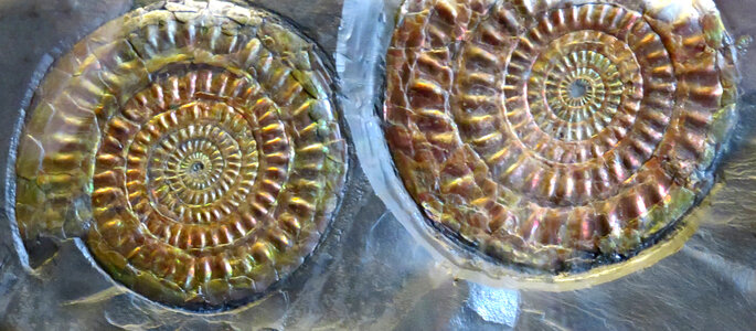 ammonites photo
