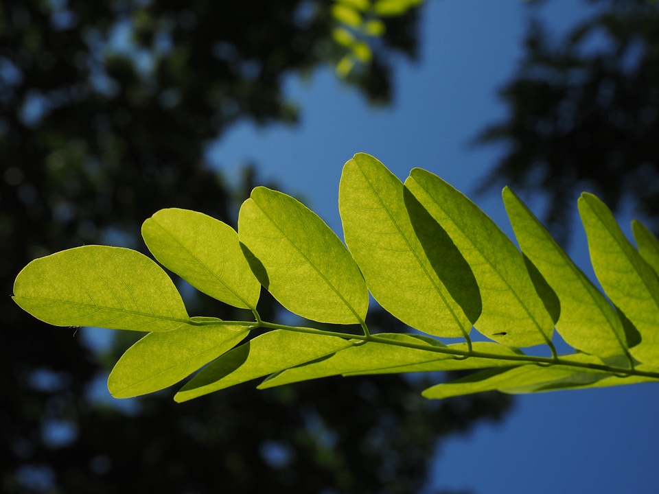 Filigree leaf structures tree