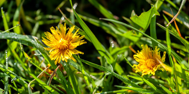 yellow dandelion flower also a weed photo