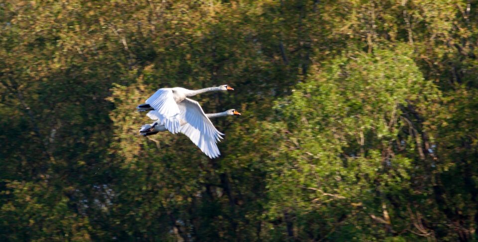 two swans flying by trees