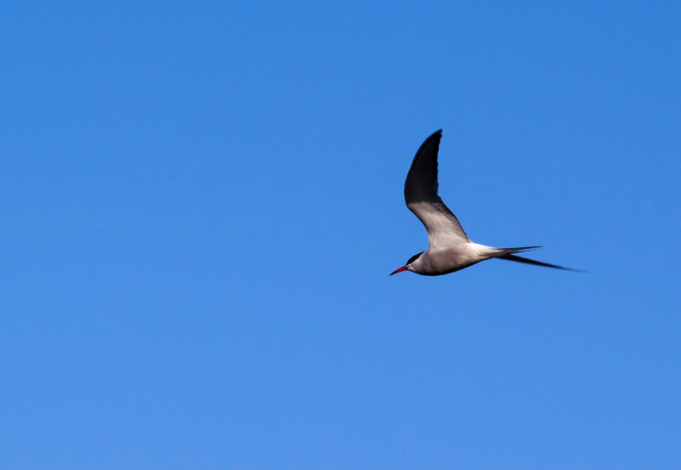 tern flying against blue sky