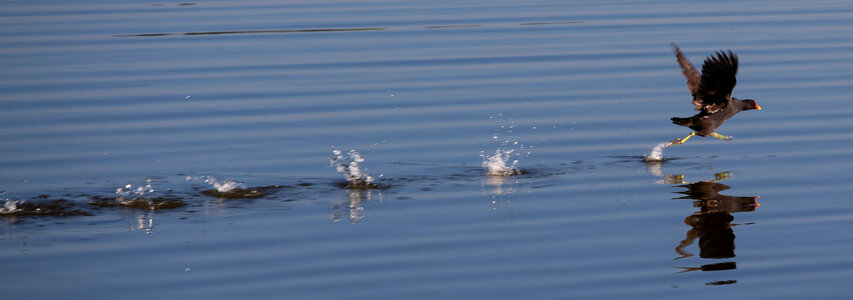 moorhen running on water photo