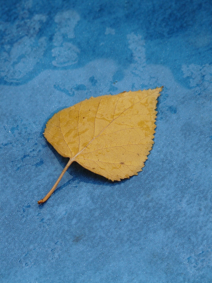 Leaf leaves black poplar leaf