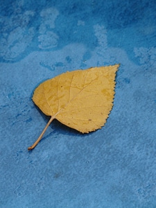 Leaf leaves black poplar leaf photo