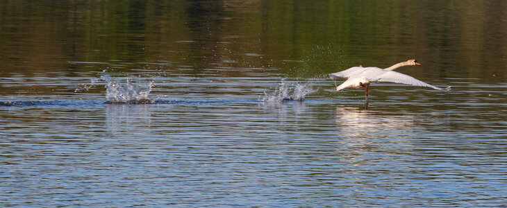 swan running on water before flight photo