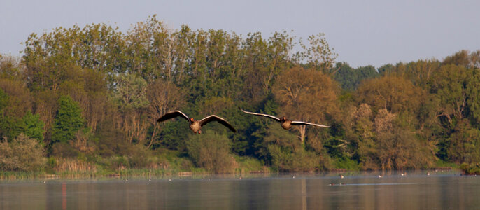 two geese flying toward camera