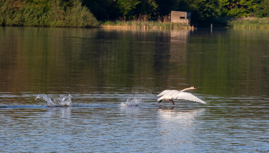 swan taking off from lake photo