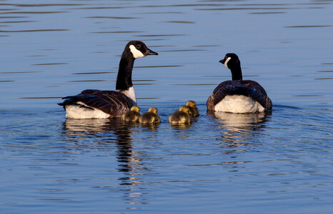two canadian geese with chicks on lake photo