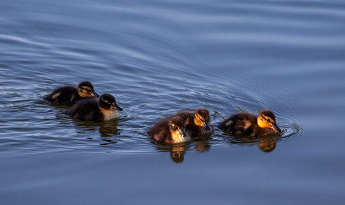 5 baby ducks swimming photo