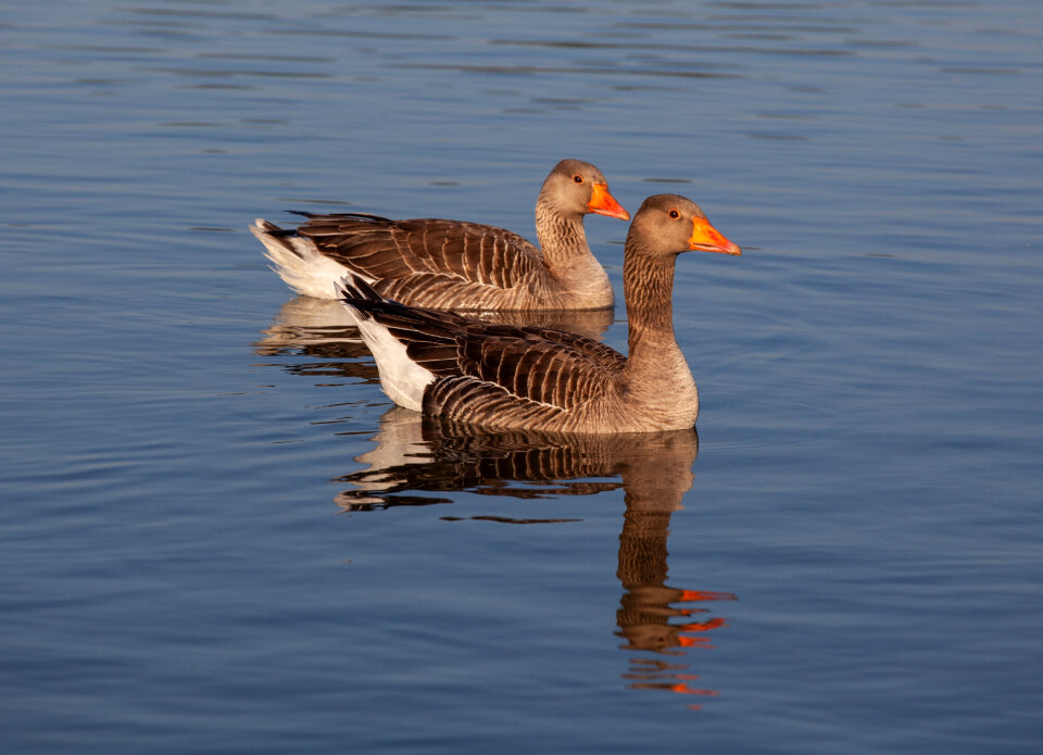 Pair of geese floating on lake in morning light