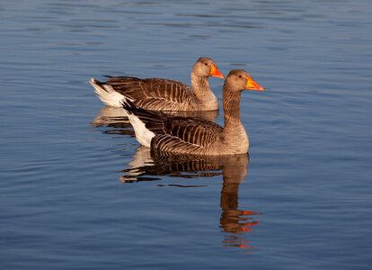 Pair of geese floating on lake in morning light photo