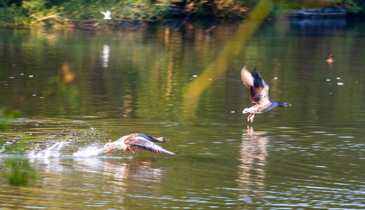 Two geese taking off from lake