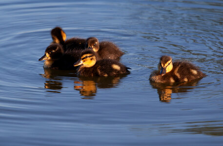 Baby ducks on water photo