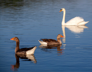 swan behind 2 geese in morning light photo
