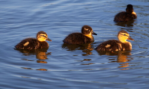 4 ducklings on lake in sunlight photo