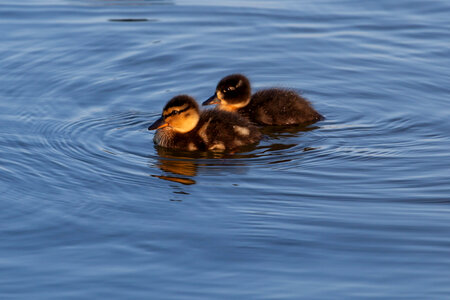2 ducklings on water photo