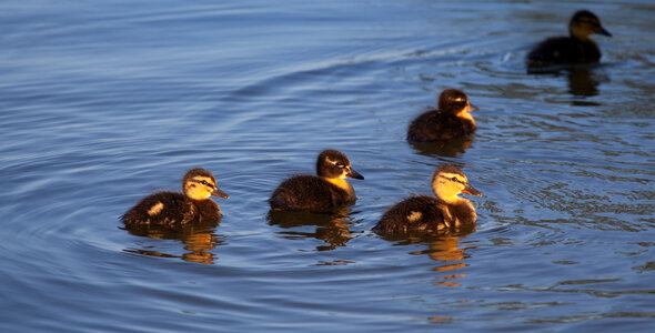 5 baby duck on water photo