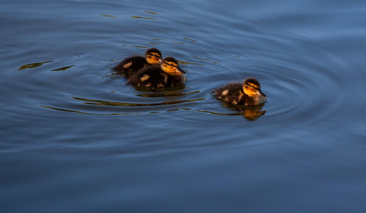 3 goslings on water photo
