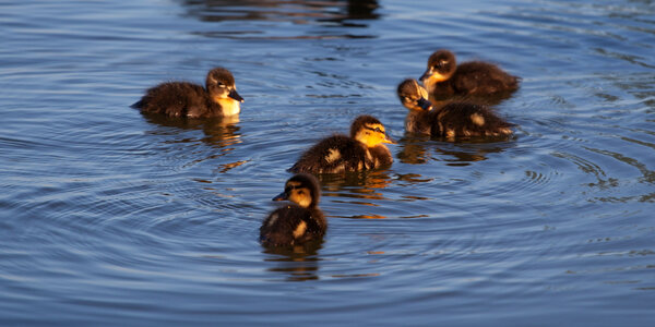 5 ducklings photo