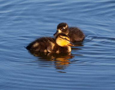 Close up of 2 duck chicks on water