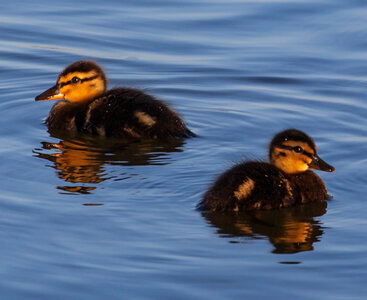 opposite facing baby ducks on lake photo