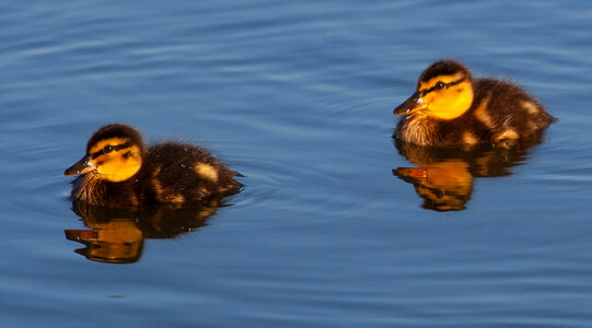 2 ducklings on lake in morninglight photo