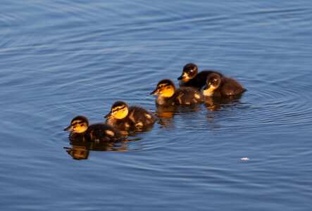 line of baby ducks on lake