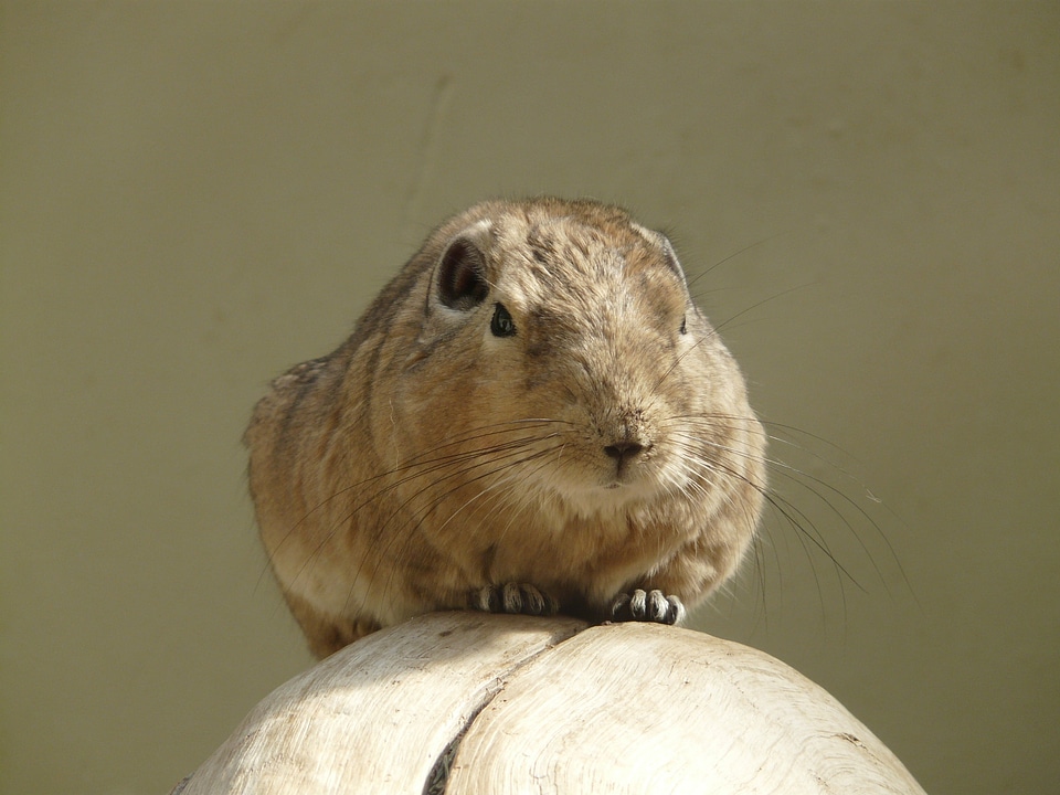 Mammal animal fauna